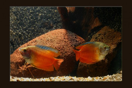 copyright R. Callewaert